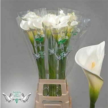 CALLA LILY COLOMBE DE LA PAIX