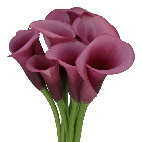 CALLA LILY DURBAN 60cm Wholesale Dutch Flowers & Florist Supplies UK