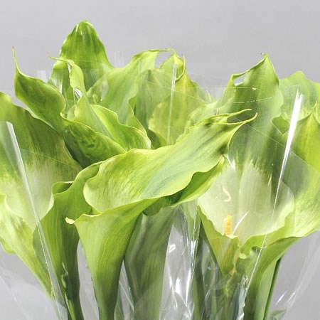 CALLA LILY GREEN GODDESS