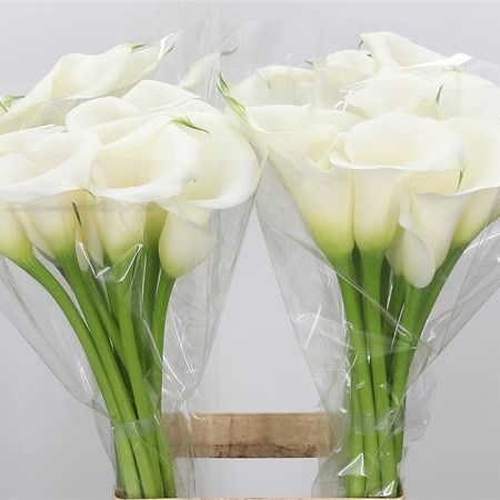 CALLA LILY IVORY ART 60cm | Wholesale Dutch Flowers & Florist Supplies UK