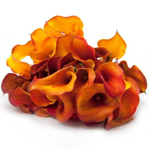 CALLA LILY ORANGE MIX