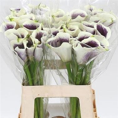 CALLA LILY PICASSO 55cm | Wholesale Dutch Flowers & Florist Supplies UK