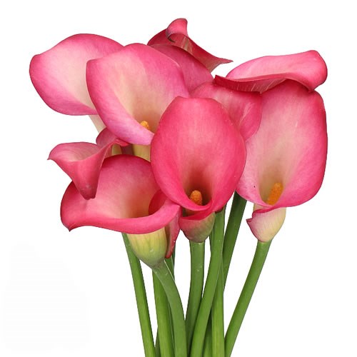 CALLA LILY PINK PUPPY