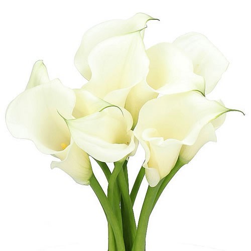 CALLA LILY PURE ART