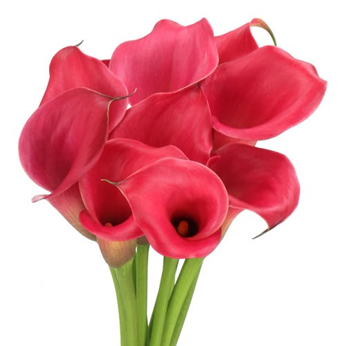 CALLA LILY RED SALSA