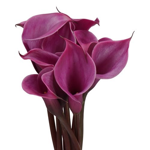 CALLA LILY ROSSO