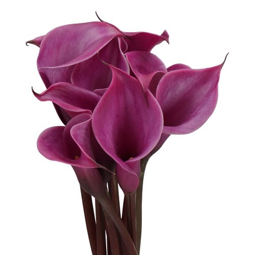 CALLA LILY ROSSO