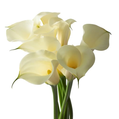 CALLA LILY SNOWSTAR