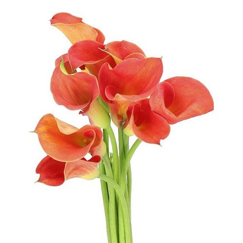 CALLA LILY SUNSET PASSION 65cm Wholesale Dutch Flowers & Florist