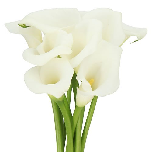 CALLA LILY WHITE ART