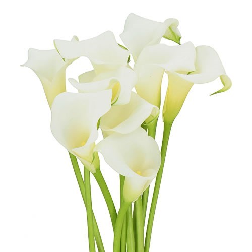 CALLA LILY WHITE PRESENT