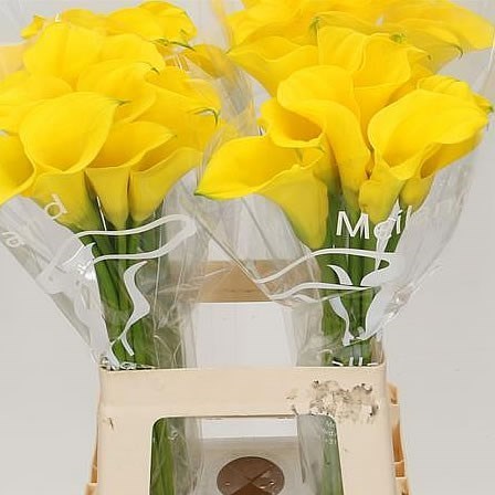 CALLA LILY YELLOWEEN
