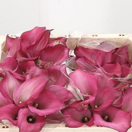 CALLA LILY ZAZU