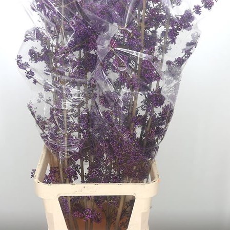 CALLICARPA PROFUSION (EXTRA)