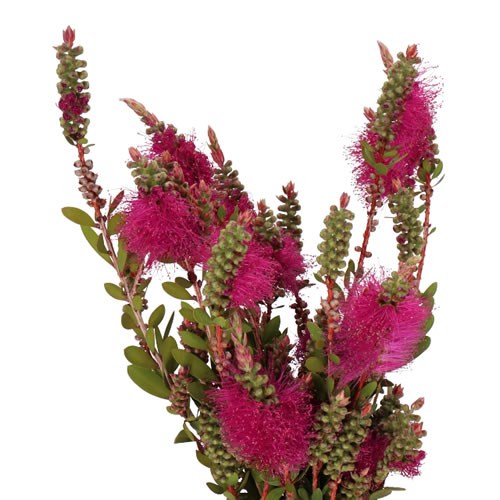 CALLISTEMON CERISE