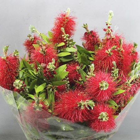 CALLISTEMON RED