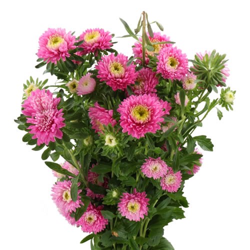 CALLISTEPHUS AZUMI XL PINK