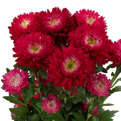 CALLISTEPHUS AZUMI XL RED