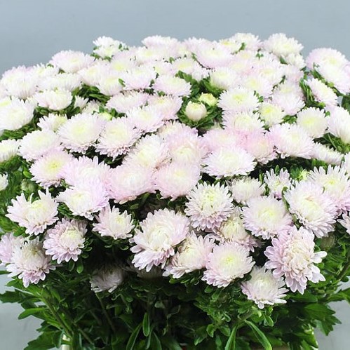 CALLISTEPHUS JULES PINK