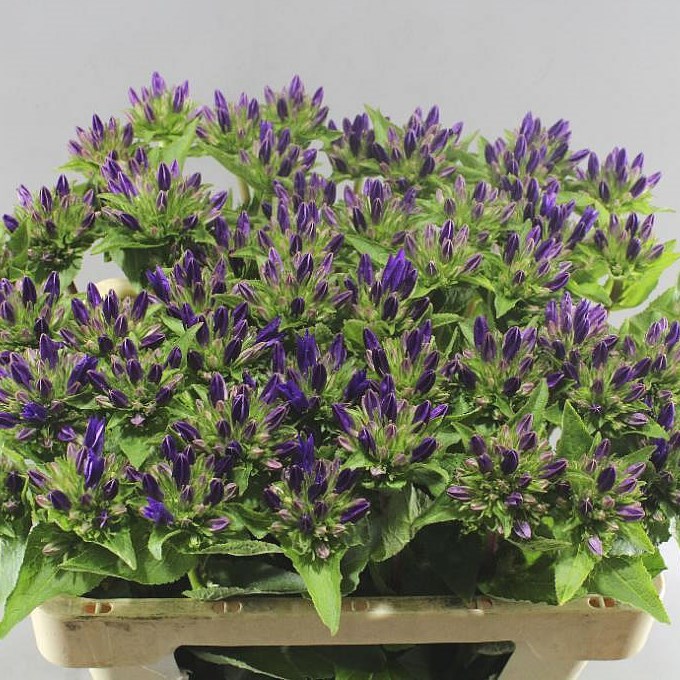 CAMPANULA DANIELLE