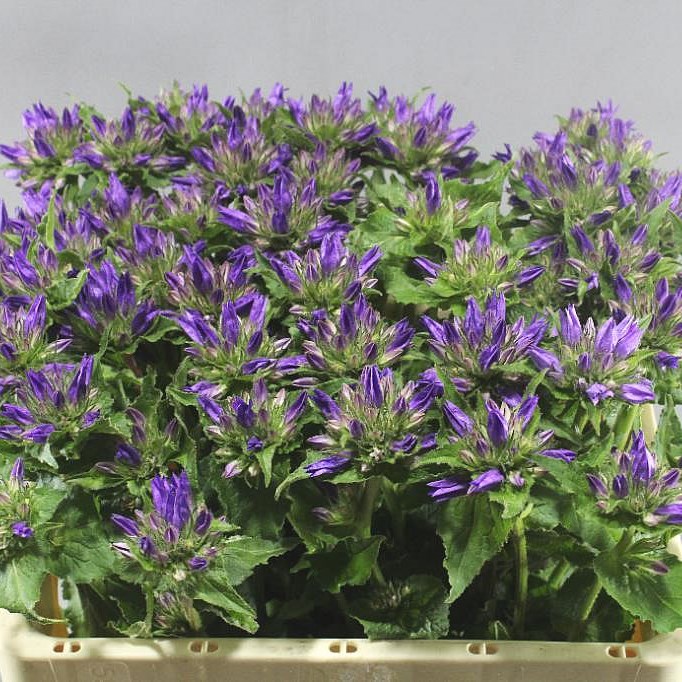CAMPANULA GLOMERATA ANOESKA