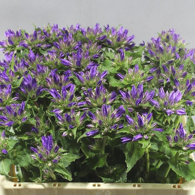 CAMPANULA GLOMERATA ANOESKA