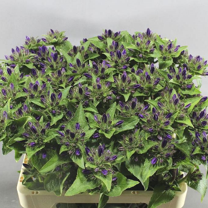 CAMPANULA GLOMERATA BLUE