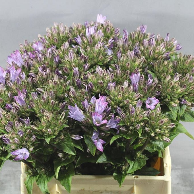 CAMPANULA GLOMERATA CAROLINE