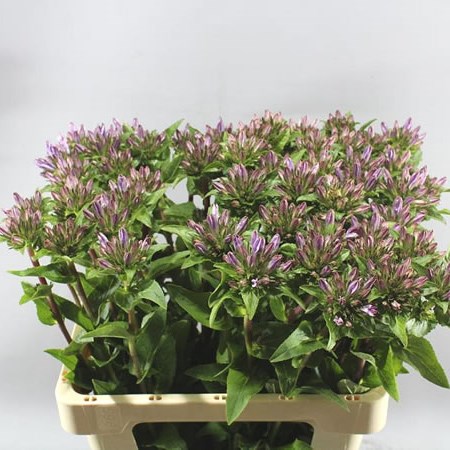 CAMPANULA GLOMERATA EMERALD