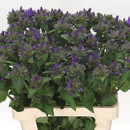 CAMPANULA GLOMERATA SUPERBA