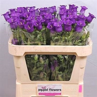 CAMPANULA MEDIUM LAMPION BLUE
