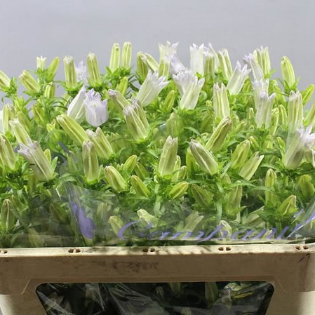 CAMPANULA MEDIUM LAMPION LAVENDER