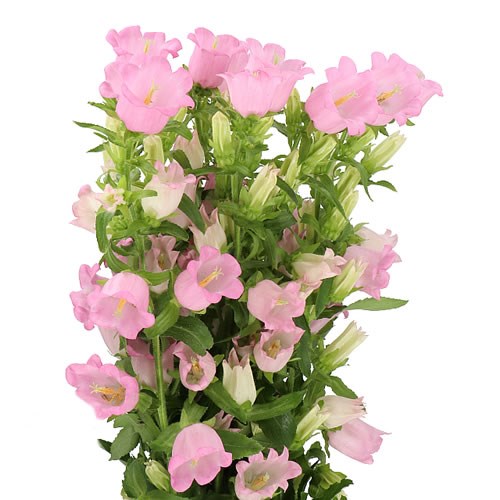 CAMPANULA MEDIUM LAMPION PINK