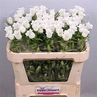 CAMPANULA MEDIUM LAMPION WHITE