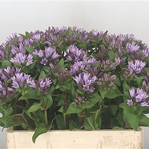 CAMPANULA PINK EMERALD