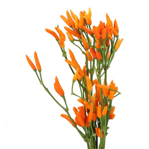 CAPSICUM ORANGE FIRE 50cm Wholesale Dutch Flowers & Florist Supplies UK
