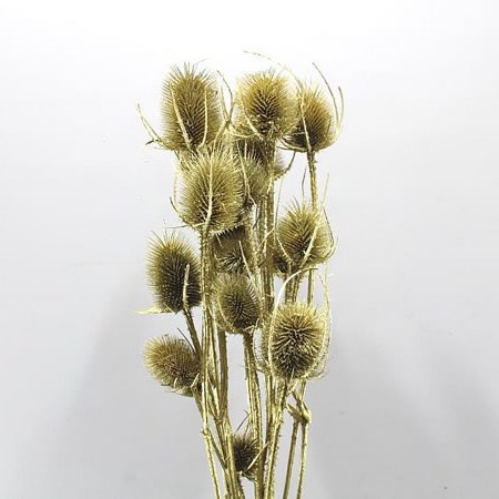 CARDO PALUSTRE GOLD (DRIED)