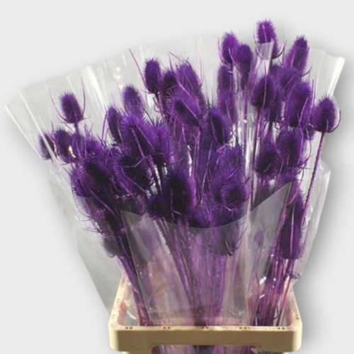 CARDO PALUSTRE PURPLE (DRIED)
