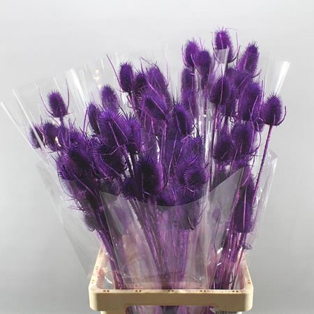 CARDO PALUSTRE PURPLE (DRIED)