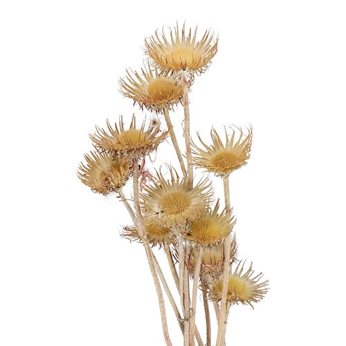 CARDO STELLATI NATURAL (DRIED) 50cm Wholesale Dried Flowers UK