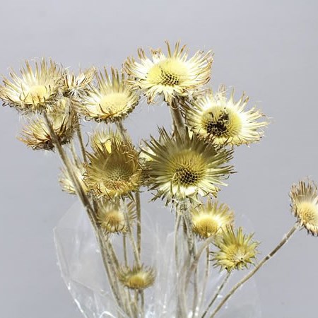 CARDO STELLATI NATURAL (DRIED)