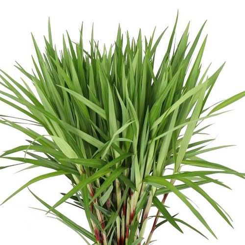 CAREX GREEN SPARKLER