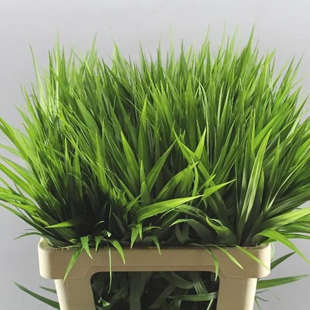 CAREX GREEN SPARKLER