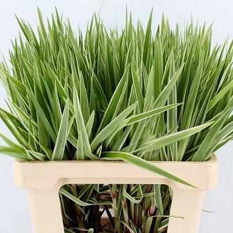 CAREX PHLLECEPHALA SPARKLER