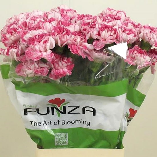 CARNATION AYANA