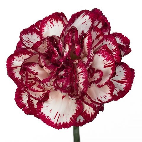 CARNATION BACARAT