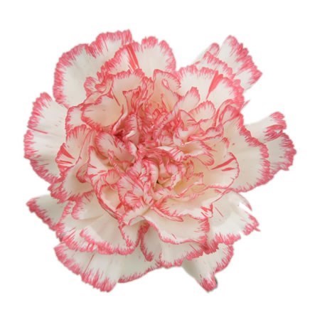 CARNATION BACARAT PINK