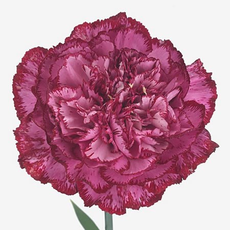 CARNATION BACARAT PURPLE