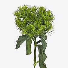 CARNATION BARBERATUS VERDE