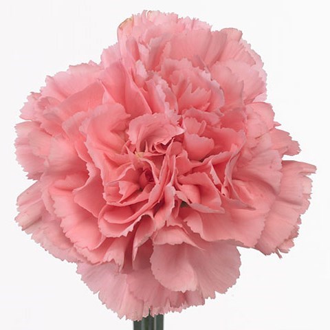 CARNATION BETSY